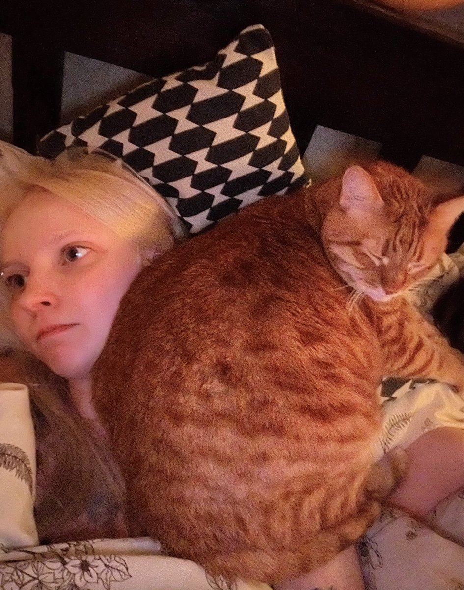 кот махонького масштаба