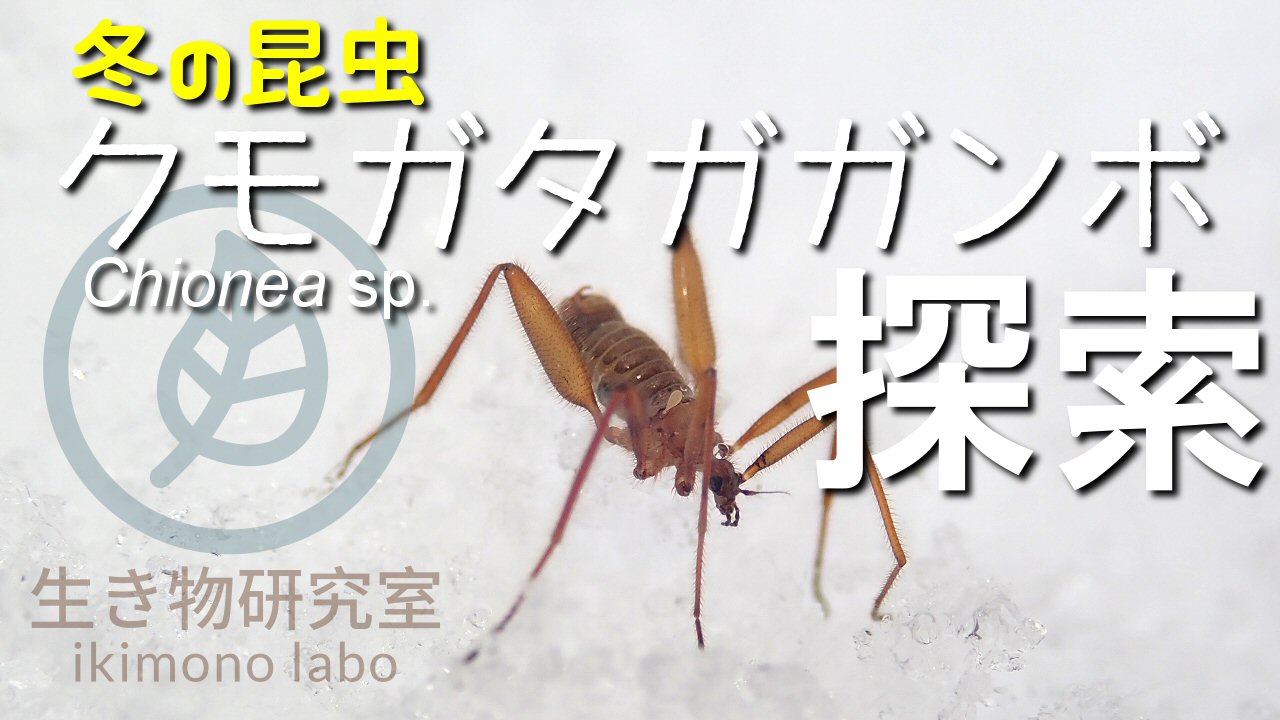 品種不明　確認画像 SRIXON ZXアイアン型4番ユーティリティ