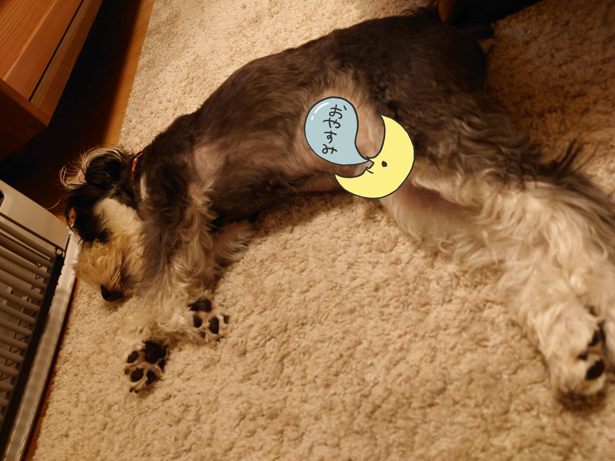 おやすみおやすみ　またあした🐶💤