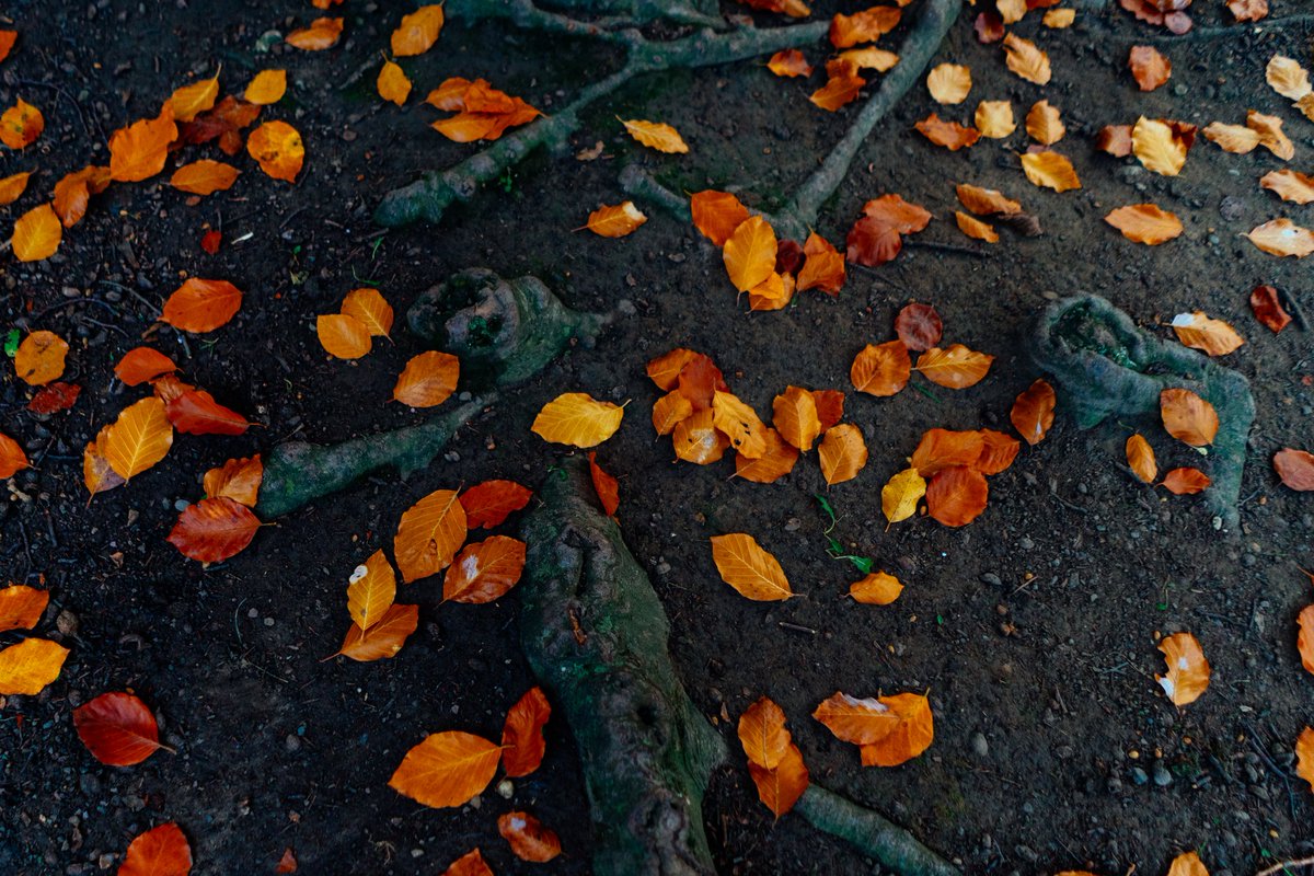 devisu_art's tweet image. L'automne et ses couleurs 🍁