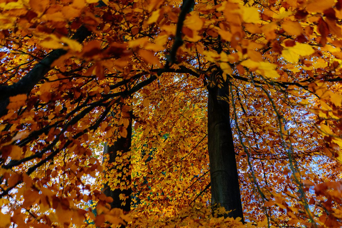 devisu_art's tweet image. L'automne et ses couleurs 🍁