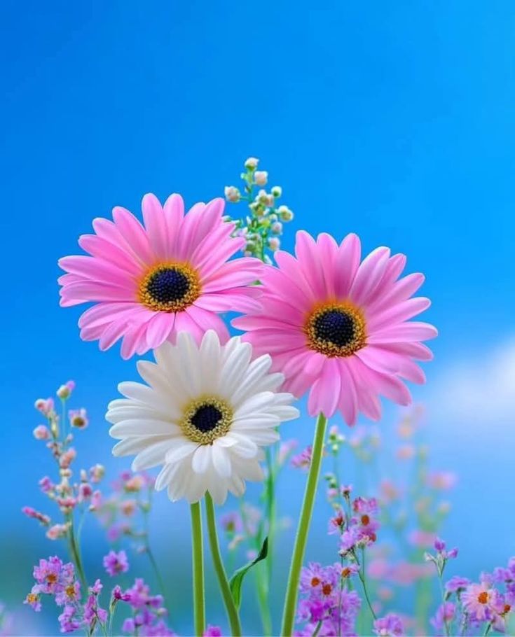 5anmol_'s tweet image. Nicely flowers
