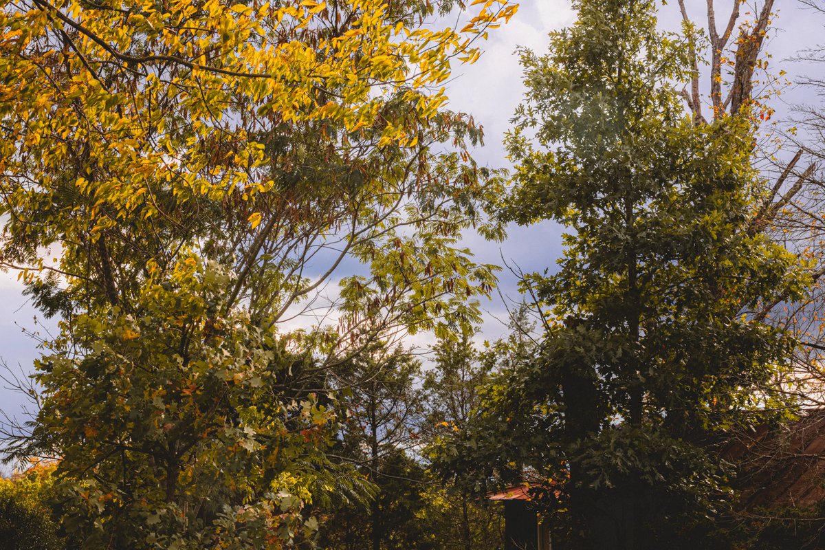 JuliaM987's tweet photo. Canon R6 Mark II - Cold Fall Day Photography Challenge | Plants randomly about. (1 of 2)
 
https://t.co/reujLxJatu
YouTube: Julia M. McClurg

@CanonUSA  #canonr6 #canonr6markii #canonr6photography #photography #photooftheday #outdoorphotographer #abondoned #landscape #plants https://t.co/rRbZh9wCpd