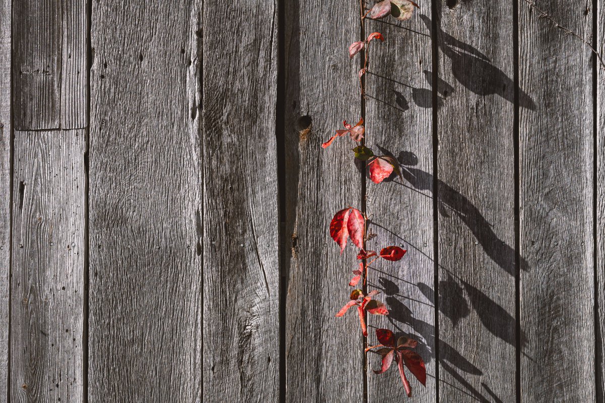 JuliaM987's tweet photo. Canon R6 Mark II - Cold Fall Day Photography Challenge | Plants randomly about. (1 of 2)
 
https://t.co/reujLxJatu
YouTube: Julia M. McClurg

@CanonUSA  #canonr6 #canonr6markii #canonr6photography #photography #photooftheday #outdoorphotographer #abondoned #landscape #plants https://t.co/rRbZh9wCpd