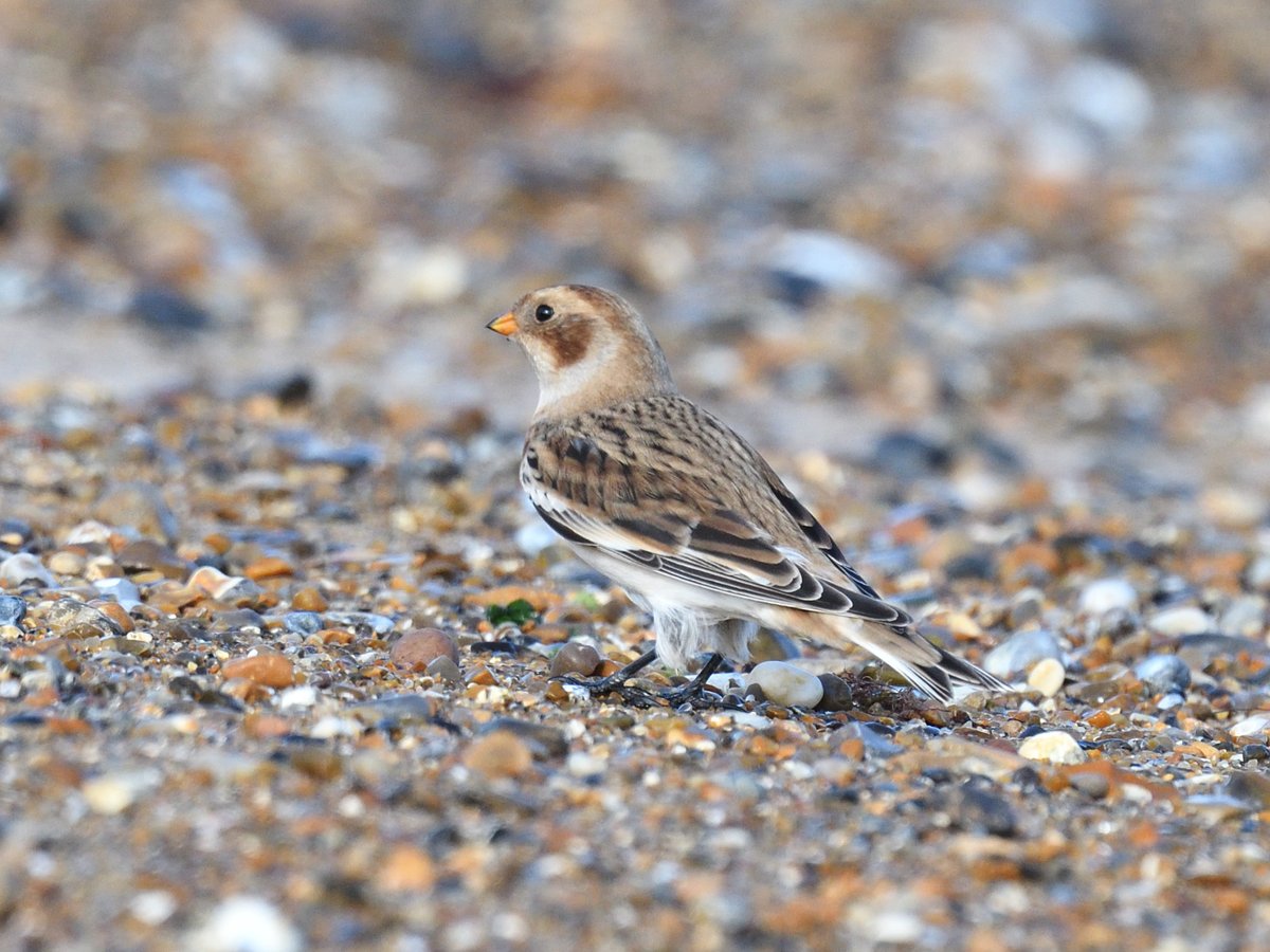 JoKingDevon's tweet photo. Nice to find a #SnowBunting on #Cley beach #NorthNorfolk this morning, an unusually mobile and flighty bird as it was chasing and catching flies @NWTCleyCentre https://t.co/kGOXApncJB
