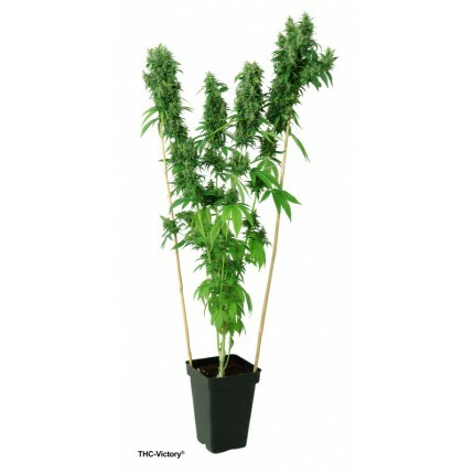 ToroGrow's tweet photo. Dutch Passion - THC-Victory (fem.) https://t.co/8siL44uY4C #семена #гроушоп #Cannabis #torogrow #Growshop #каннабис #ToroGrowshop #Seeds #TG https://t.co/8mes5a61GK