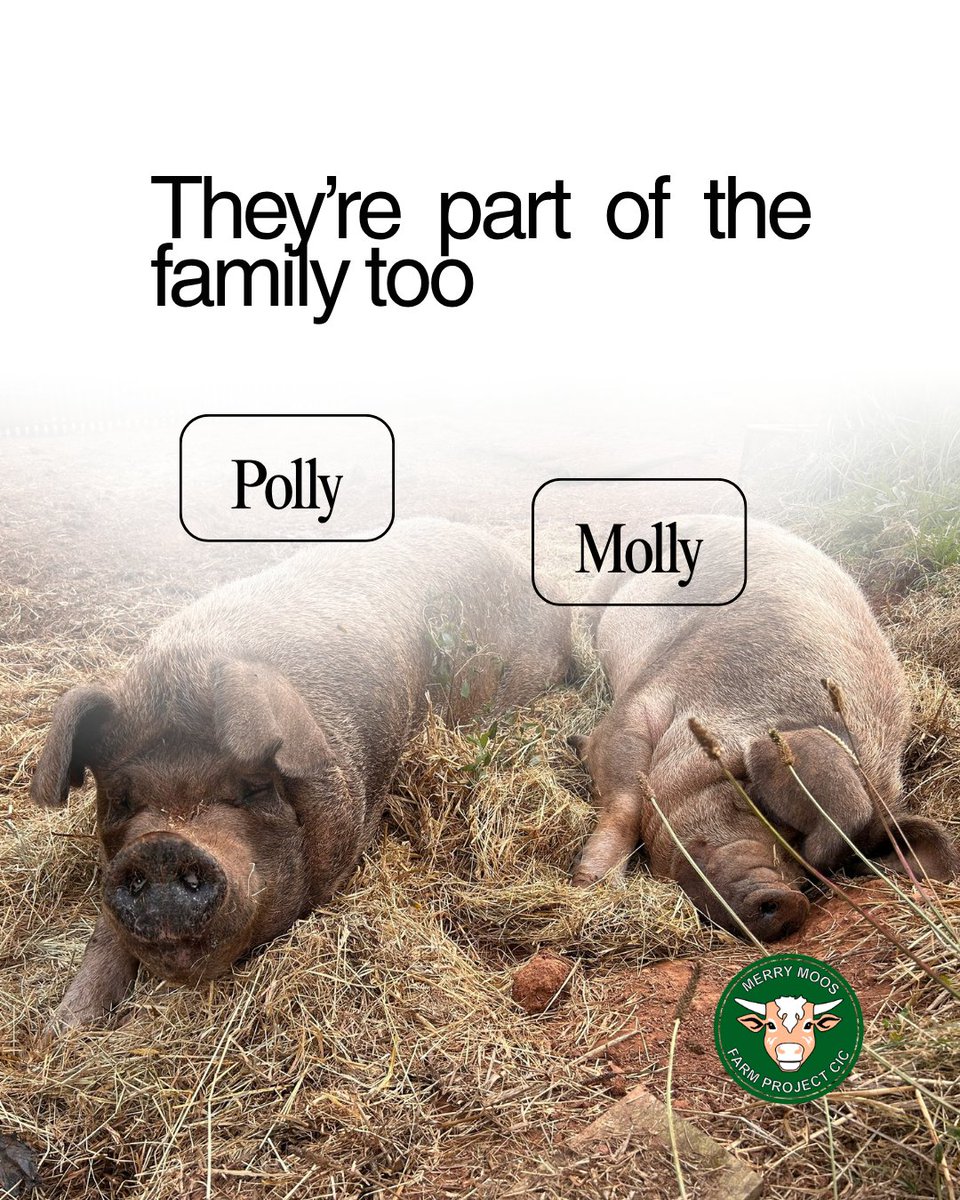 Merry Moos Farm Project CIC tweet media