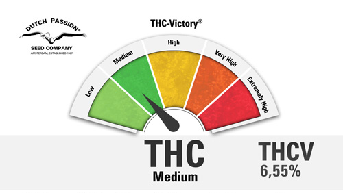 ToroGrow's tweet photo. Dutch Passion - THC-Victory (fem.) https://t.co/8siL44uY4C #семена #гроушоп #Cannabis #torogrow #Growshop #каннабис #ToroGrowshop #Seeds #TG https://t.co/8mes5a61GK