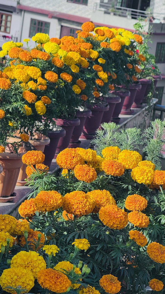 pragateeAdh's tweet image. फुलैफुलको मौसम तिमीलाई ❤️❤️