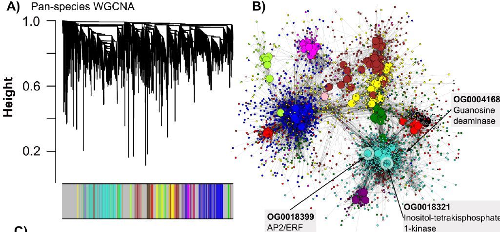 Co-option of transcription factors drives evolution of quantitative disease resistance against a necrotrophic pathogen (S Einspanier, C Tominello-Ramirez, F Delplace, R Stam) doi.org/10.1093/plcell… <a href="/ASPB/">ASPB</a> #PlantSci