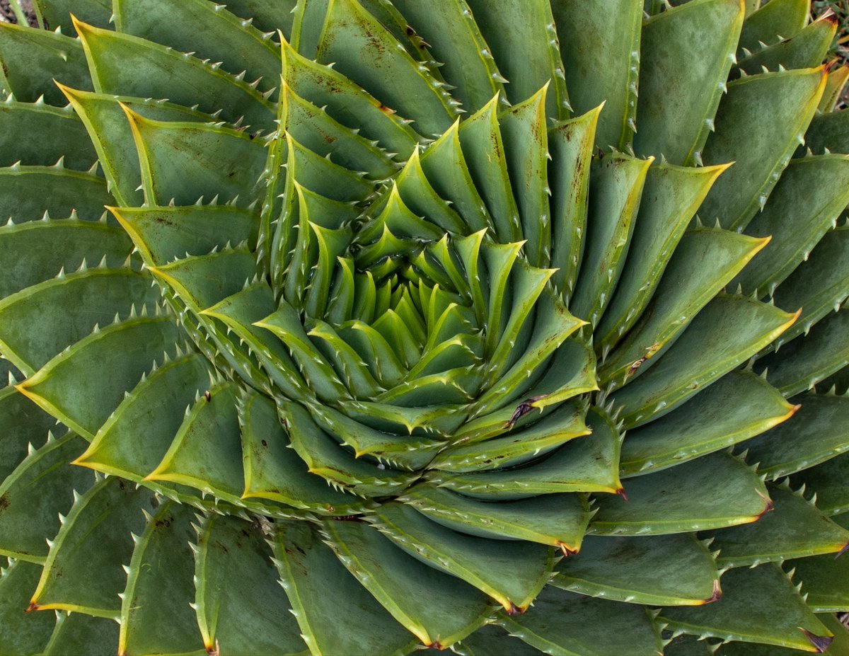 minniebon43's tweet image. One of my all time favourites 

share something green from your gallery