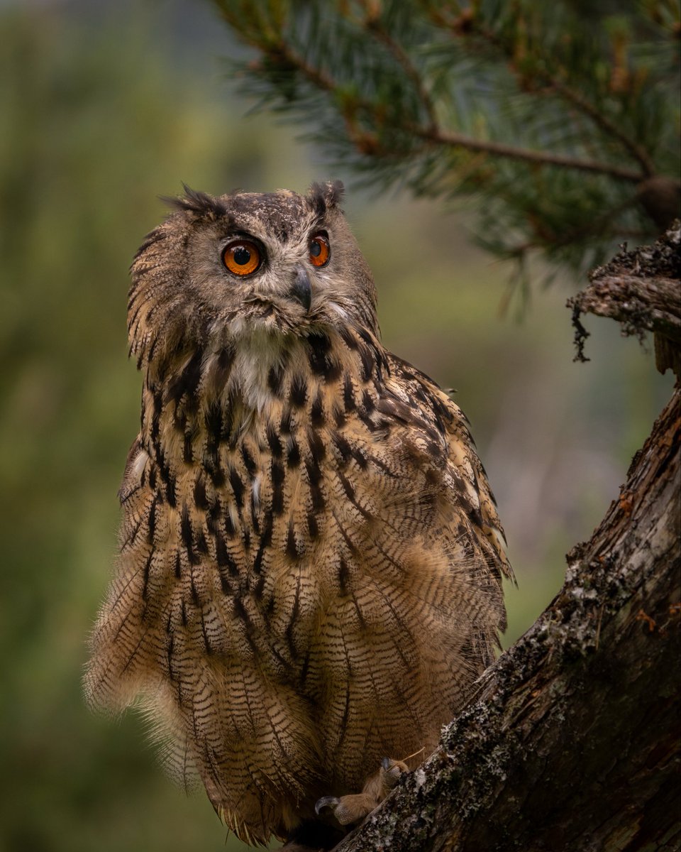 The biggest owl in Europe..

Bubo Bubo 🦉
#WildlifePhotography