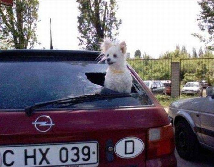 Ποιος κορνάρει πρωί-πρωί Δευτεριάτικα μη βγω έξω και @#$**% τίποτα! (Καλή δύναμη!) #MondayMorning