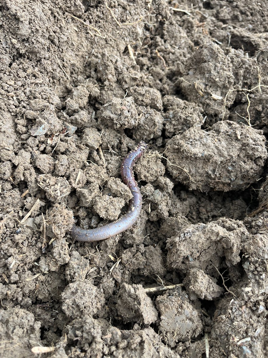 Těch žížal co na tom poli mám a takový obří, to jsem ještě neviděl! Dobře je krmím. Jsem si nejdřív myslel, že jsme vyorali hada.. #FarmářJežek