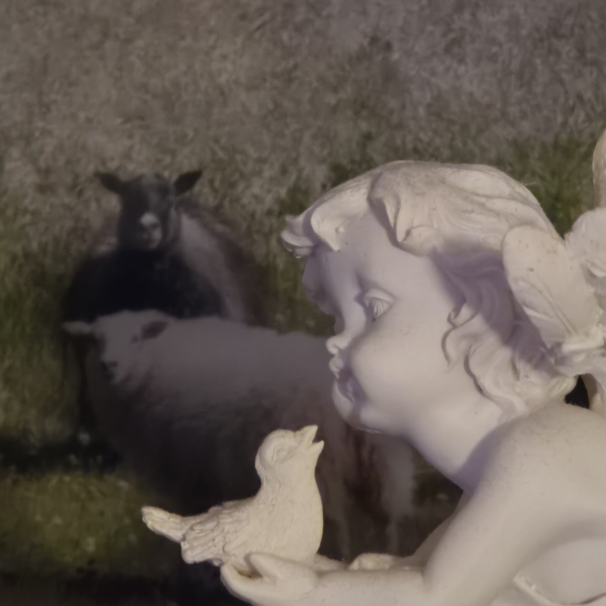 Sploinkde's tweet image. #Sploink! #Angel #Sheeo