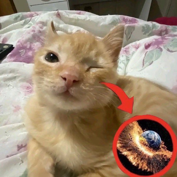 ricky as cats tweet media