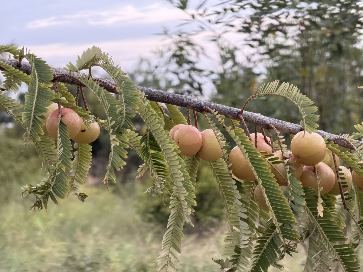 hpnadig's tweet image. This amla tree has been amazing this season, while none of the other trees have fruited. #Farming #Permaculture