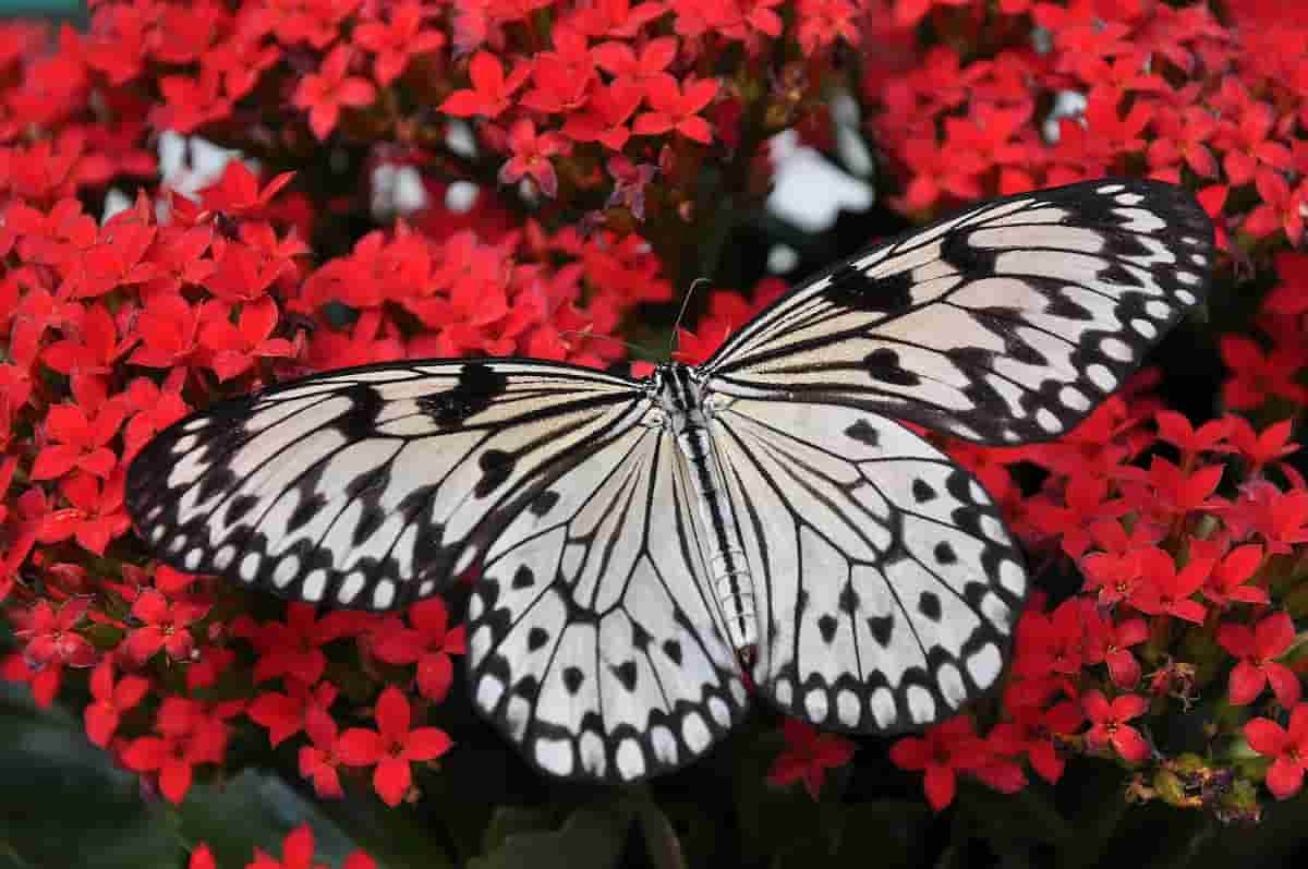 PsyBlog's tweet image. One Free Activity That Instantly Reduces Anxiety & Saves Butterflies (M) spring.org.uk/2025/10/butter…