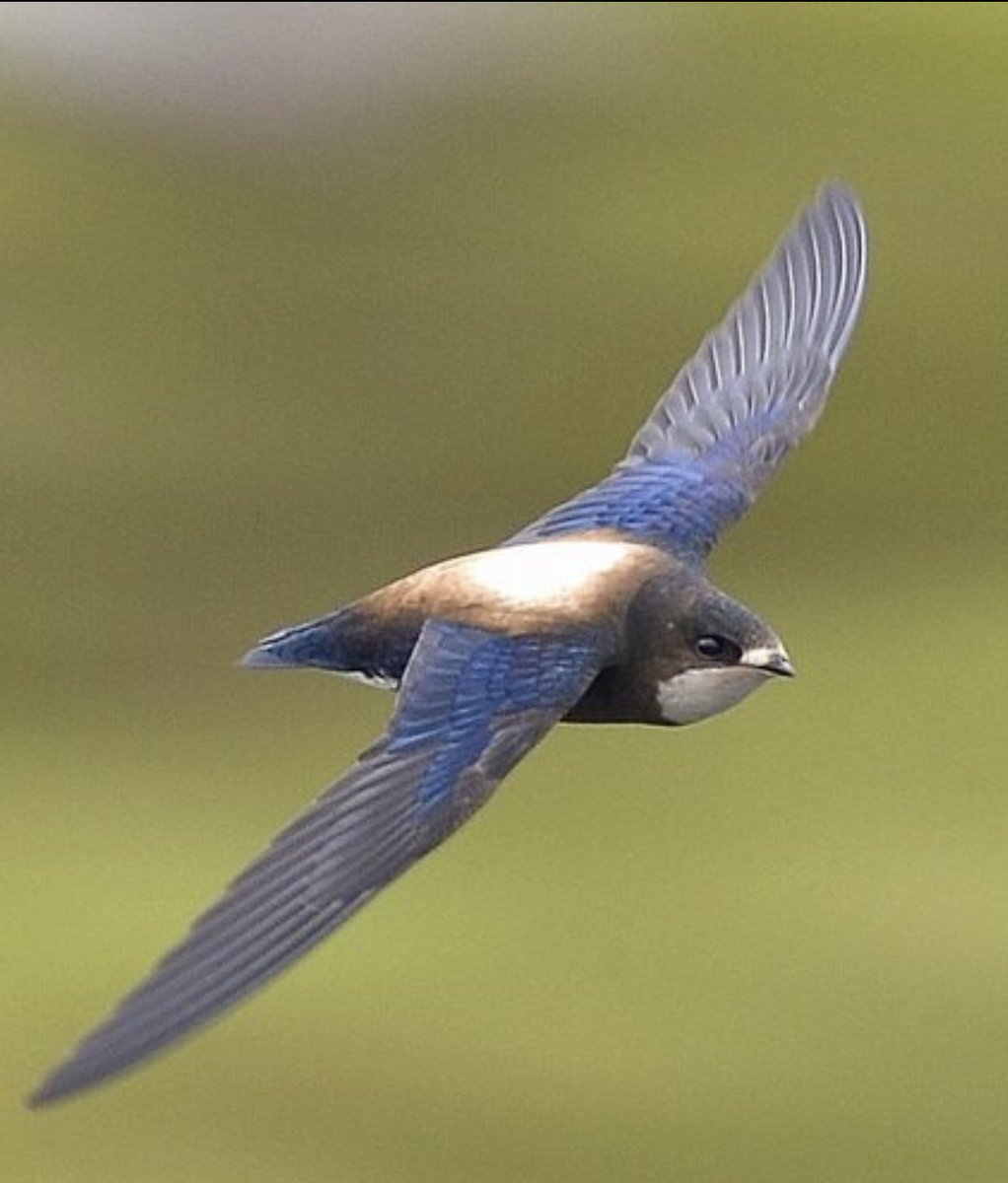 Good luck to everyone trying for the Needletail tonight, I hope it brings you as much joy as it did me! 💚 <a href="/RareBirdAlertUK/">RareBirdAlertUK</a>