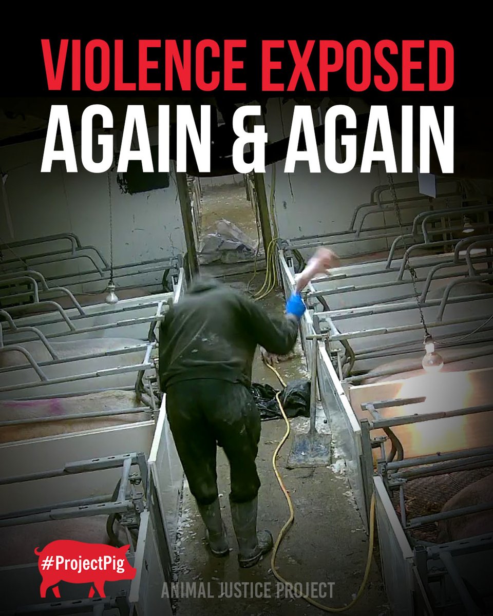 ajpReact's tweet image. This year, our investigators have documented serious concerns at three Cranswick farms in North Lincolnshire. In May 2025 we filmed piglet “thumping” at Northmoor Farm in Market Rasen. We then recorded evidence of cannibalism among pigs at Somerby Top Farm in Barnetby. Our latest…