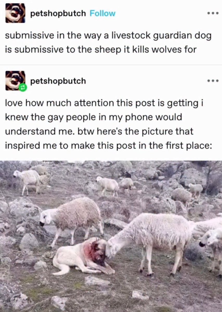queueishere's tweet image. Andrew the guardian dog Kevin the sheep and Neil the wolf (in sheep&apos;s clothing) do we see the vision