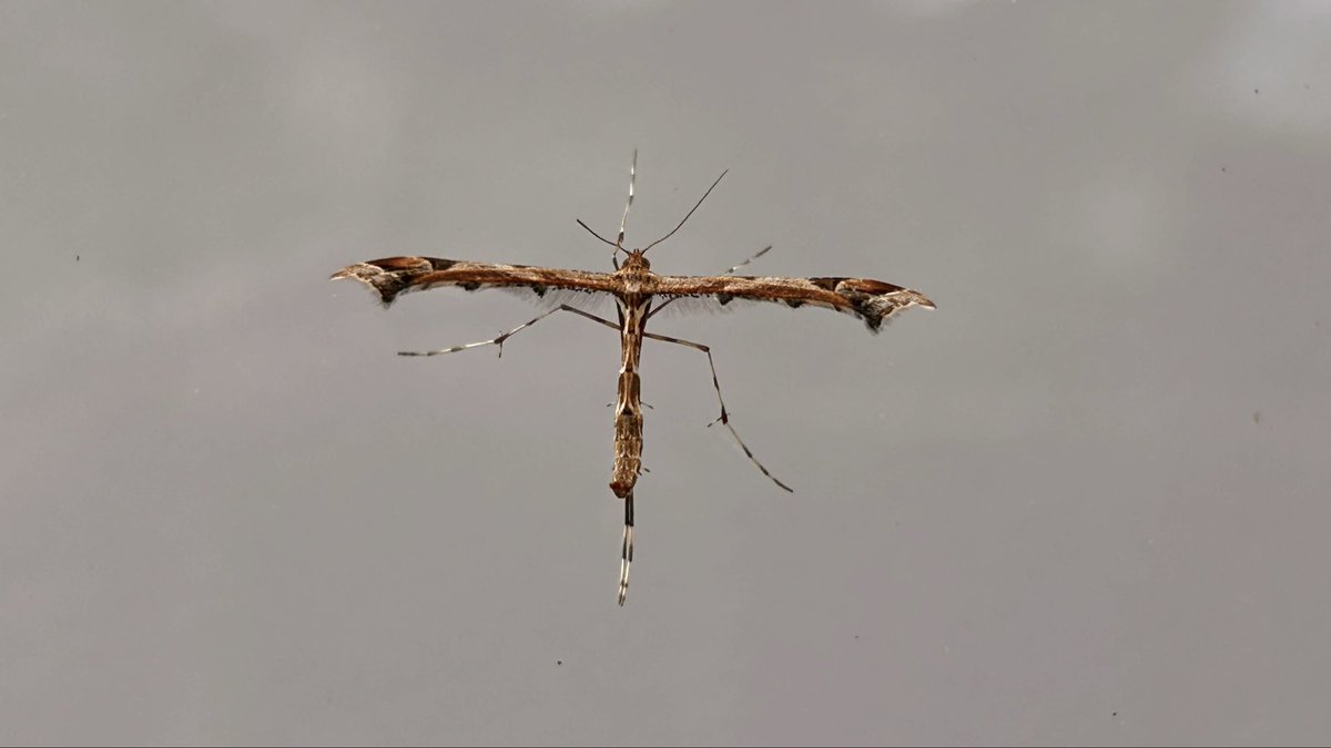 Beautiful Plume in our garden today.