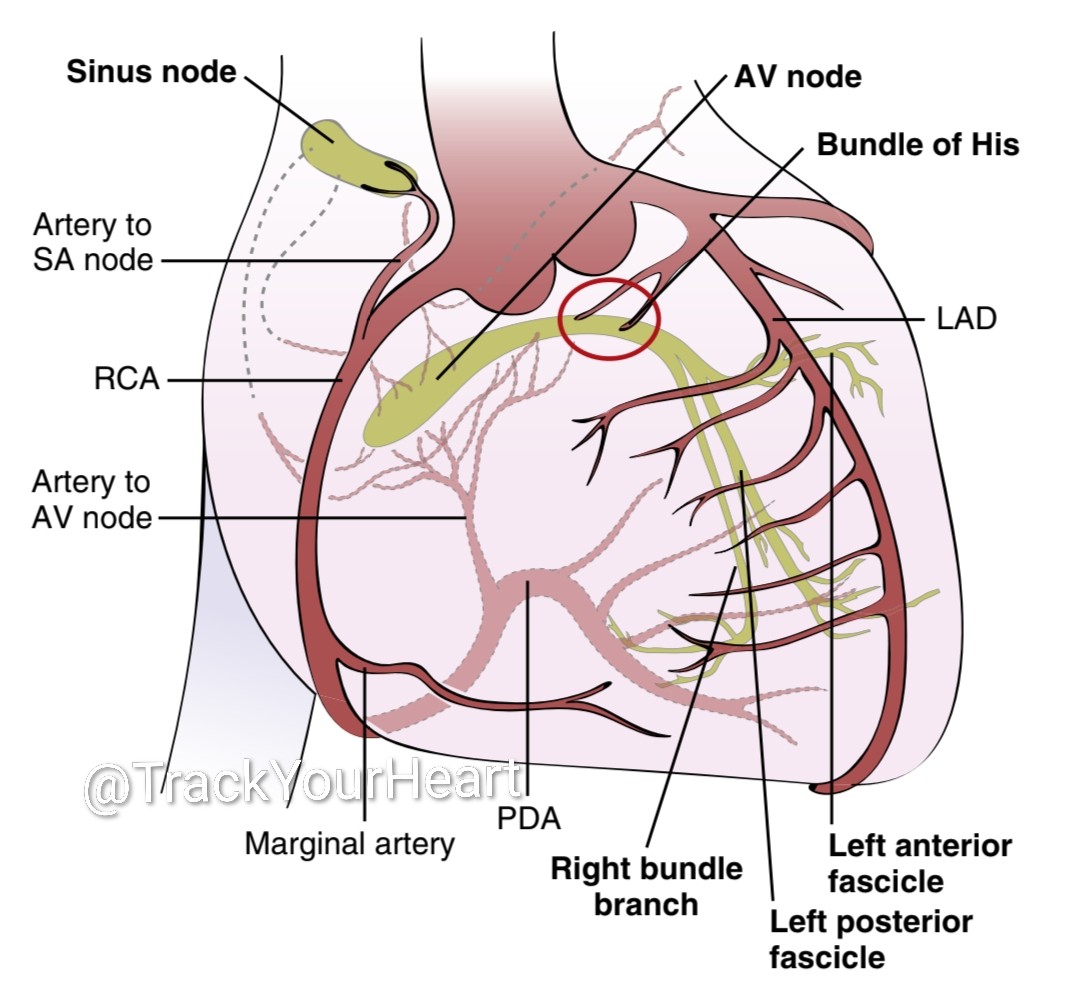 Schematic diagram of the blood supply to the cardiac conduction 
system
