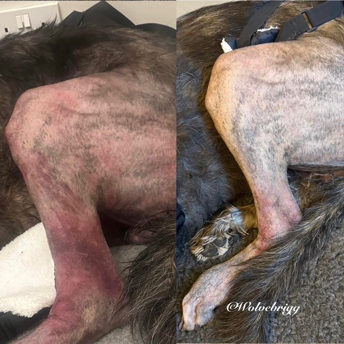 Wolvebrigg Irish Wolfhounds (@wolvebrigg) on Twitter photo It’s day nine following Domhnall’s ankle op. It’s healing well, and he is enthusiastic for his food and walks. Today v when he came home on Sunday is in photo 2. Going for short walks with sling under his back end, not to hold him up, just in case needed. Very pleased! It’s day nine following Domhnall’s ankle op. It’s healing well, and he is enthusiastic for his food and walks. Today v when he came home on Sunday is in photo 2. Going for short walks with sling under his back end, not to hold him up, just in case needed. Very pleased!