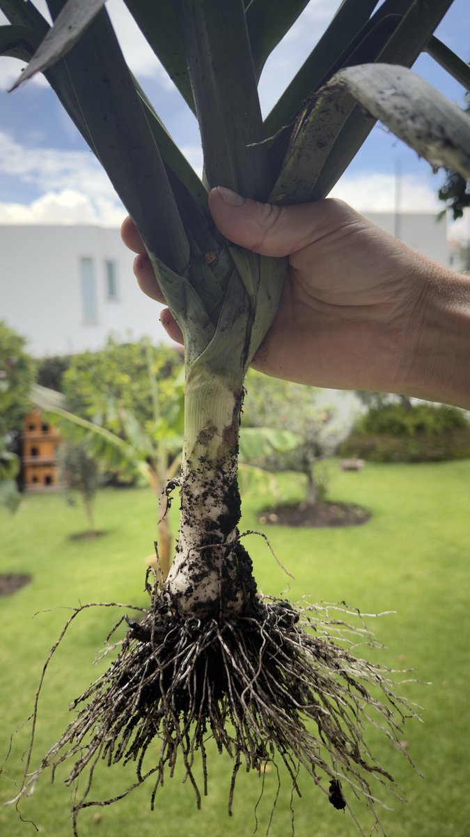 LorenaMHurtado's tweet image. Cosecha en nuestro jardín