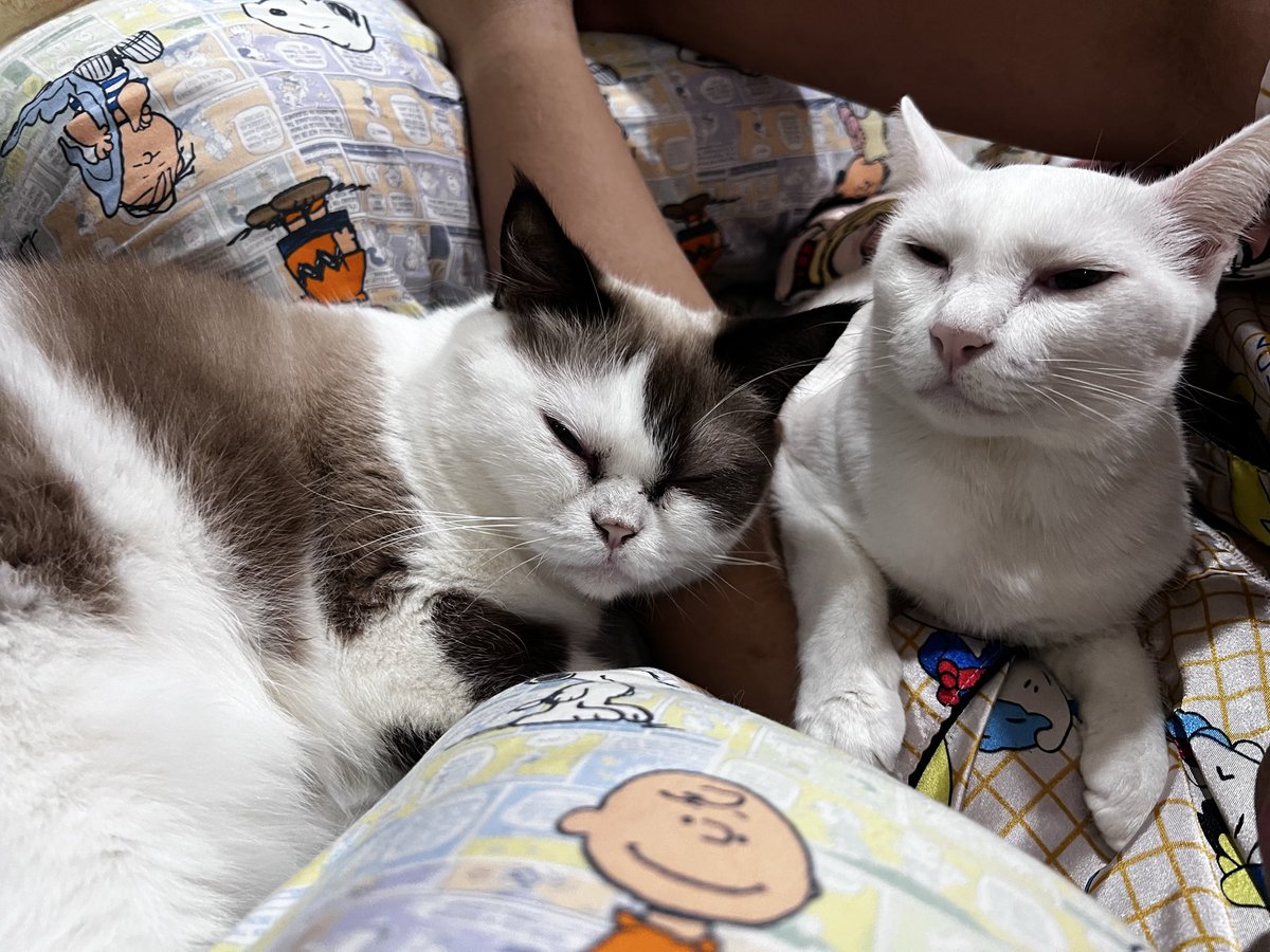 phiyachat28's tweet photo. ปะป๊าแมวท่านนึง...
.
.
#แมวบ้านเพชรนิลจินดา #พี่เพชรแมวเหลือง #จินดาแมวด่าง #จินดาแมวมีม https://t.co/eZ4SVOrWUn