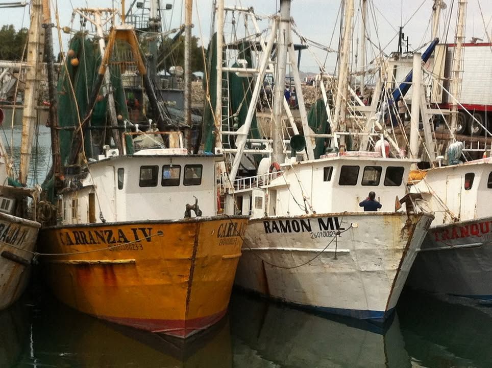 ¡Buenas noticias! 🙌🎉Tras más de una década de trabajo, la pesquería de #merluza del #GolfoDeCalifornia 🐟 podría estar lista para aplicar al reconocido estándar internacional del <a href="/MSCecolabel/">Marine Stewardship Council</a>. 
👇 Conoce más: bit.ly/3VTTnle