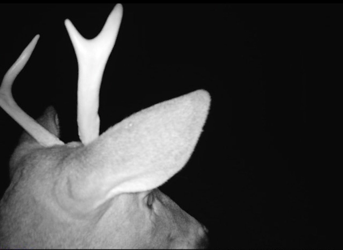 Incredible ball find on the trail cams