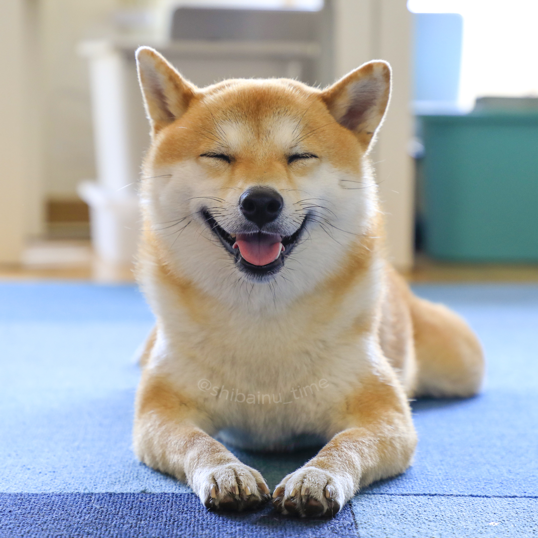 shibainu_time's tweet image. 昭和100年10月10日10時10分！

#昭和100年 #昭和100年10月10日