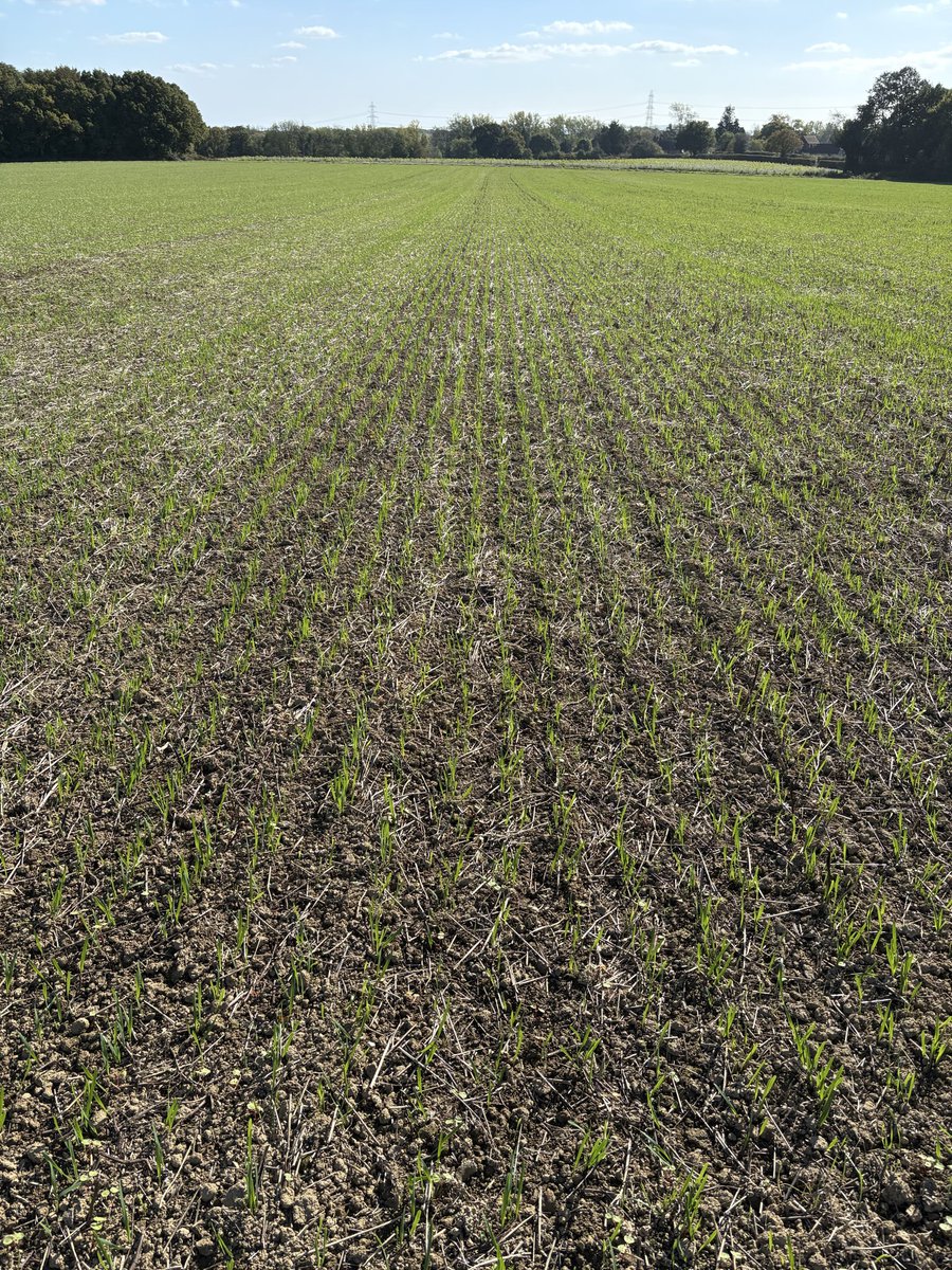 This gives me such a warm fuzzy feeling. Growing oats is so pleasing as they’re a crop that seems to really want to grow. I hate the anxiety caused by the fragility of modern wheat varieties #GoOats #GrowOats #FOMOats