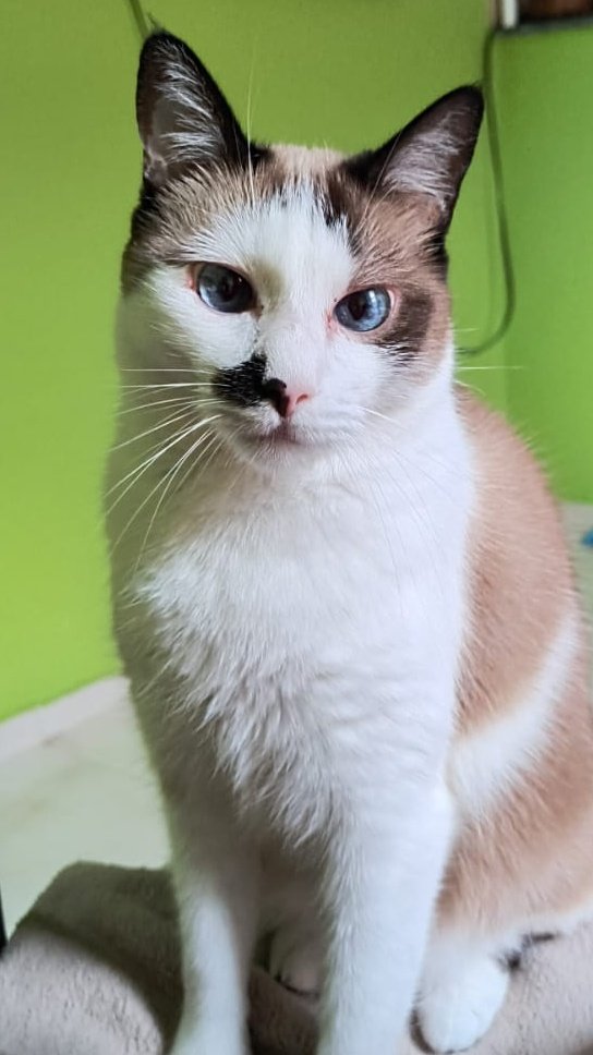 hibiscoscroche's tweet image. dominik tá esperando vc comprar a rifa...