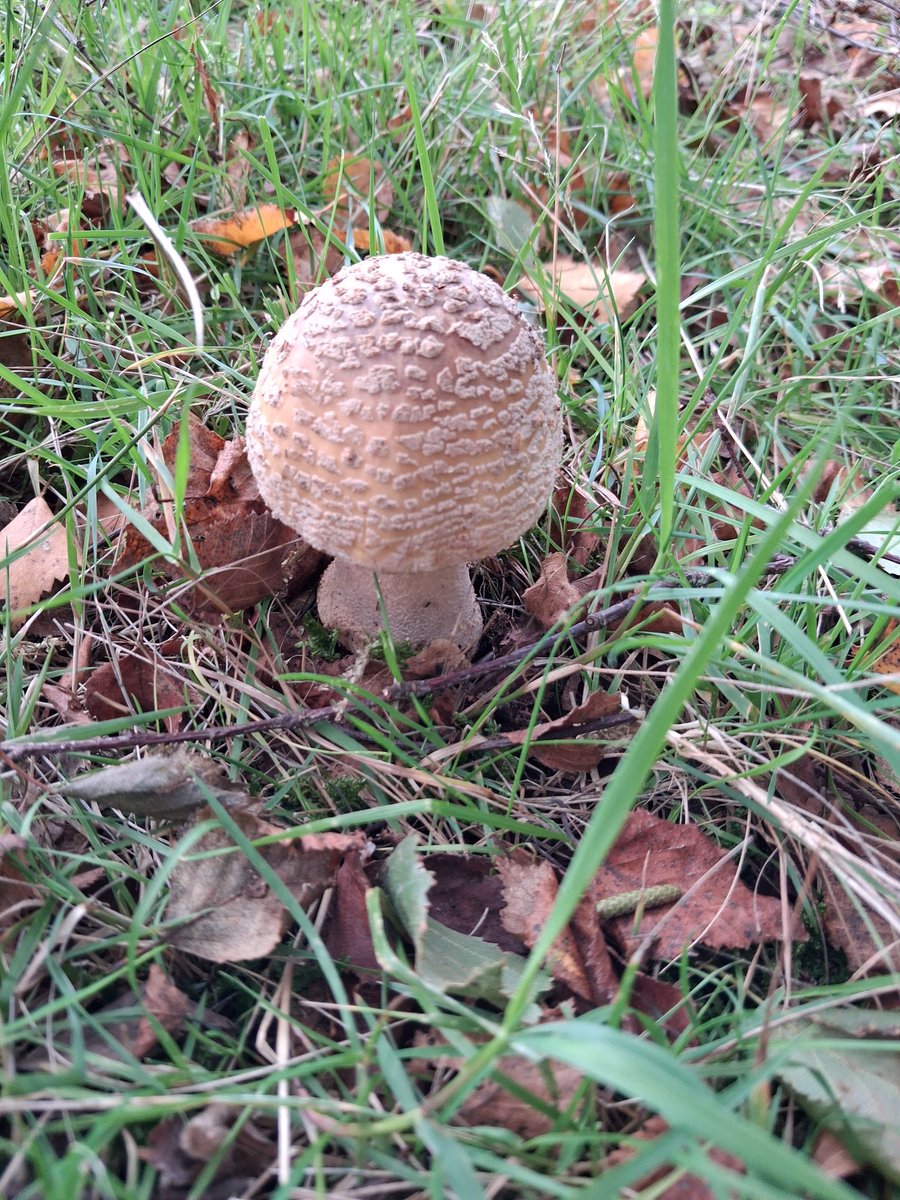 bighelhawk's tweet photo. Culmstock beacon didn't disappoint Fly agaric 😍 saw and heard Redpolls a first for me #fungi #wildlifetrust https://t.co/ZwskurXEtz