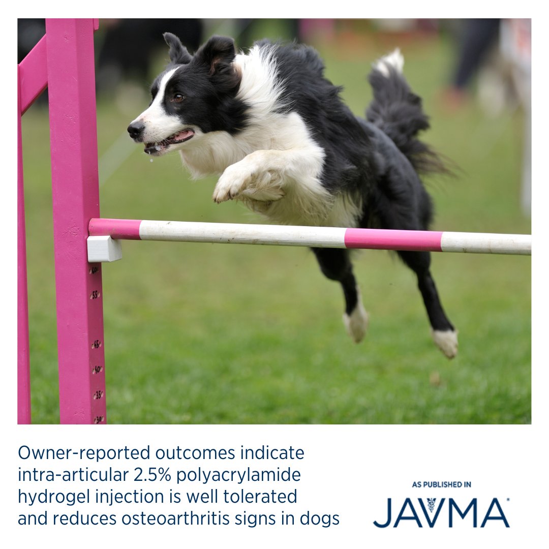 AVMAJAVMA's tweet image. Owner-reported outcomes suggest that 2.5% injectable polyacrylamide hydrogel was well tolerated and associated with reduced #osteoarthritis signs and adjunctive therapy use. Open access article: jav.ma/ipaagoa #canine #intraarticularinjection #ownerreportedoutcomes
