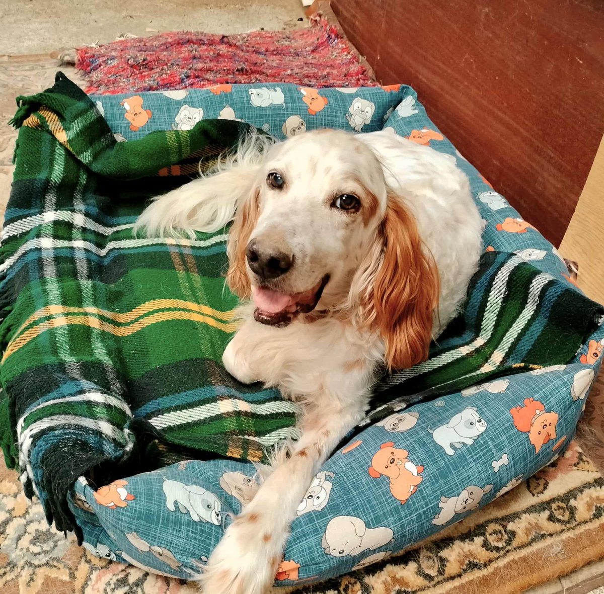 #ACoruña
#WAY tiene 12 años. Siempre fue querido y un perro de familia, pero ahora, por circunstancias, pasa los días solo en una casa, (le visitan para darle la comida y paseos).

Muy listo y zalamero, con otros perros es sumiso y a los gatos les ladra pero nada más.

Tiene su