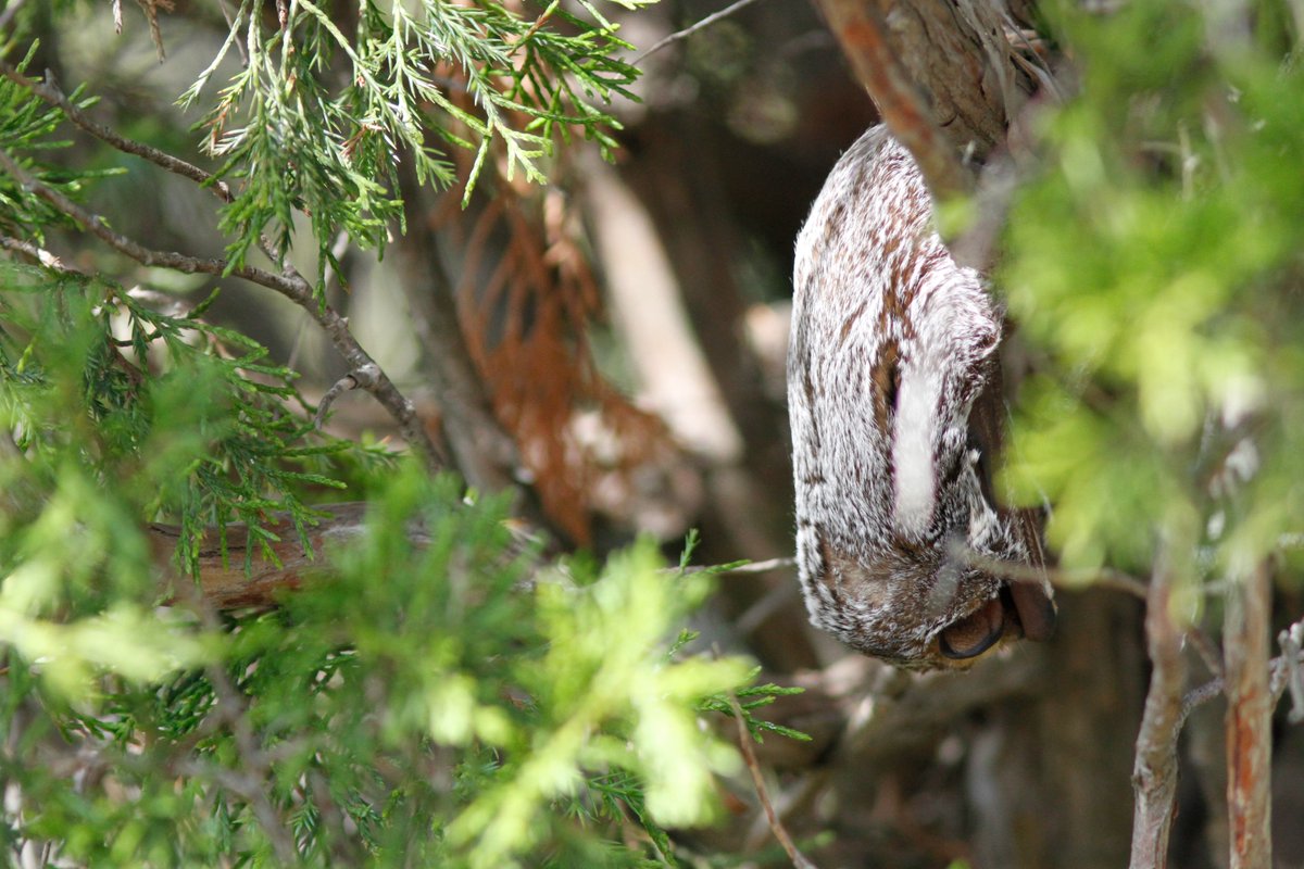Bats, birds, stars, and more are what we’ll be exploring at the Young Naturalists club this year. 

Registration is open and space is limited.

parks.canada.ca/pn-np/on/pelee…