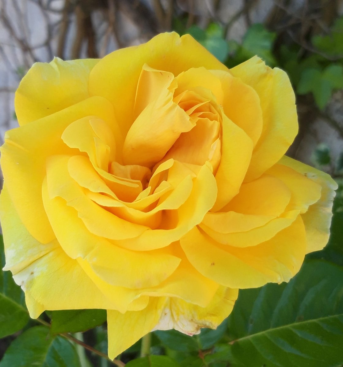 Bona nit gent bonica, diuen q bén aviat tornàrem a quedar-nos sense llum🤔, abraçada enorme😘😘