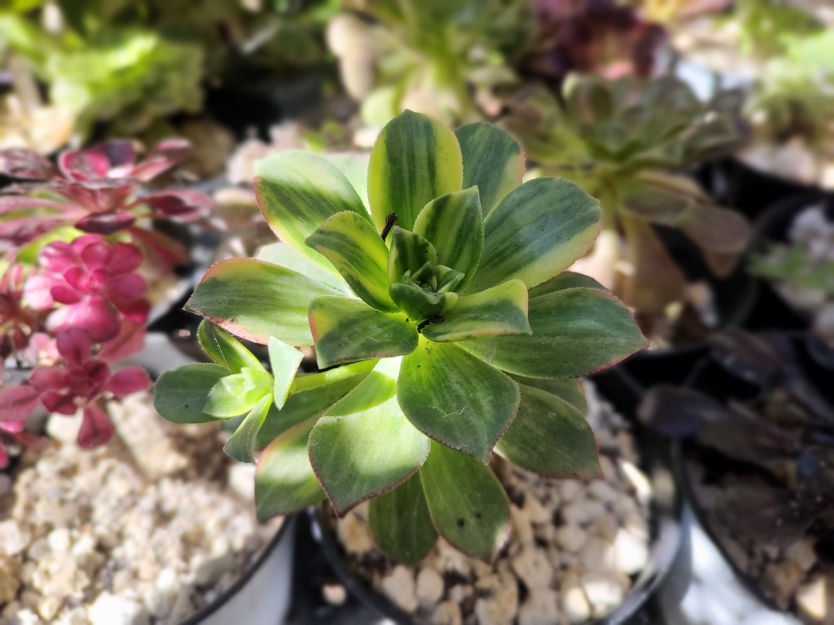 Aeonium kiwi variegado