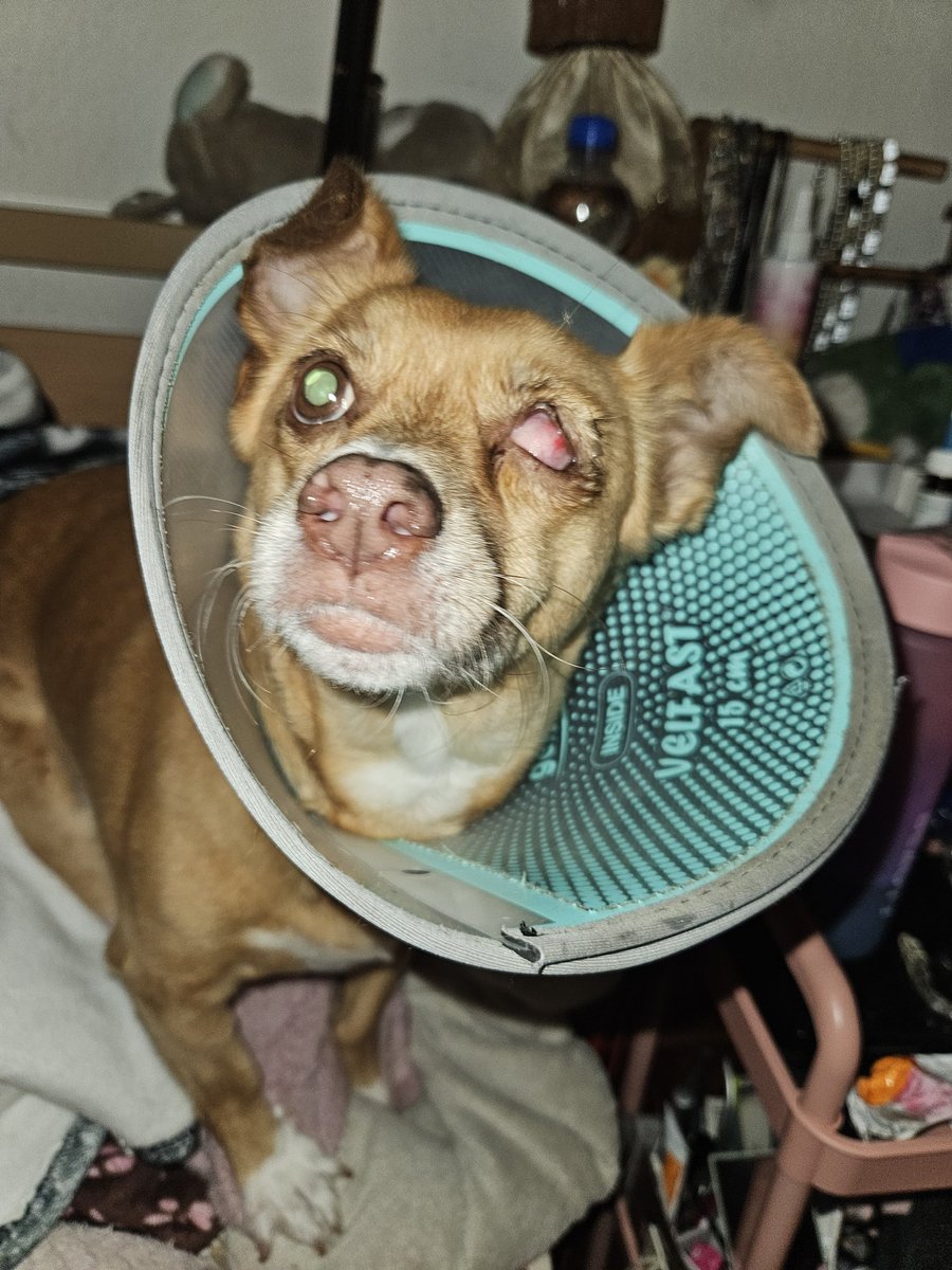 Chris159435421's tweet photo. I really hate to ask this, but I need some help paying for the medical bills for my dog. I don't ask for much, everything helps. If you can't give anything please consider to like and share this post, I will be forever grateful. Atm the bills are 3000 Euro 😒 Link in comments https://t.co/gpeb3QhPtq