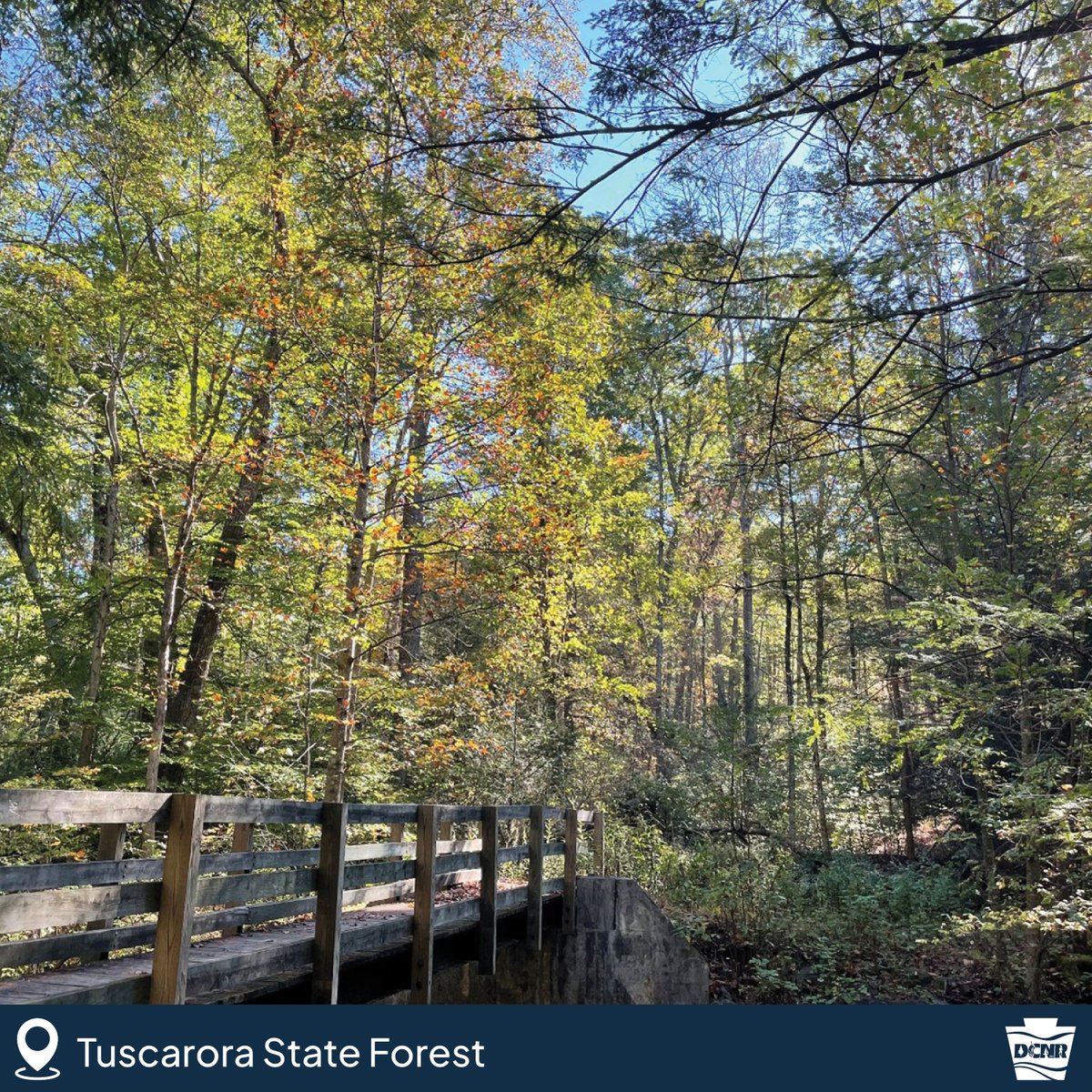 Fall Foliage Report - Week 3!

With cooler temperatures finally rolling in this week, you can expect a big burst of color by the weekend and beyond. 
 
P.S. - Recent rains have kept leaves healthy, so the best is still to come. 🍂