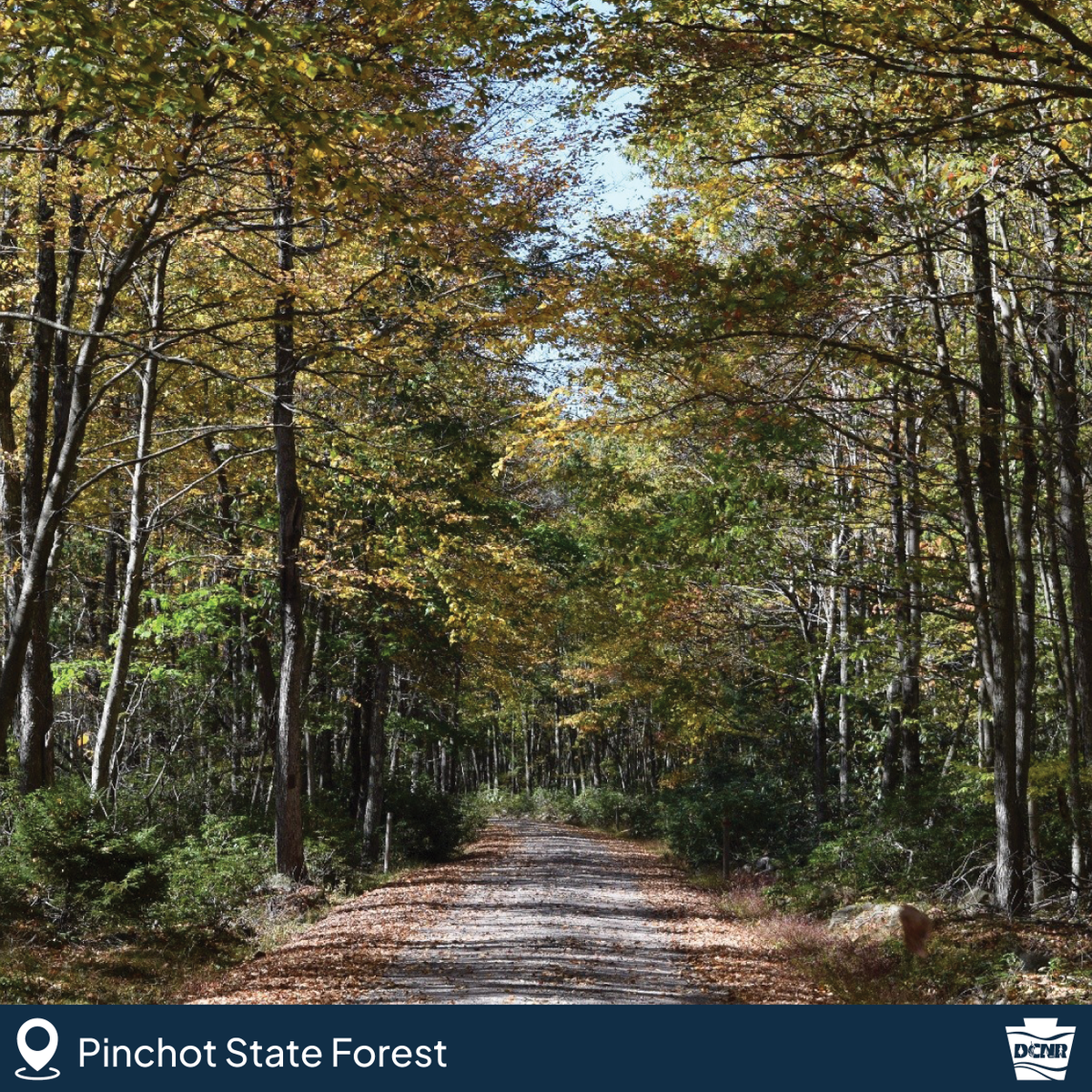 DCNRnews's tweet photo. Fall Foliage Report - Week 3!

With cooler temperatures finally rolling in this week, you can expect a big burst of color by the weekend and beyond. 
 
P.S. - Recent rains have kept leaves healthy, so the best is still to come. 🍂 https://t.co/tO5BWO5PmB