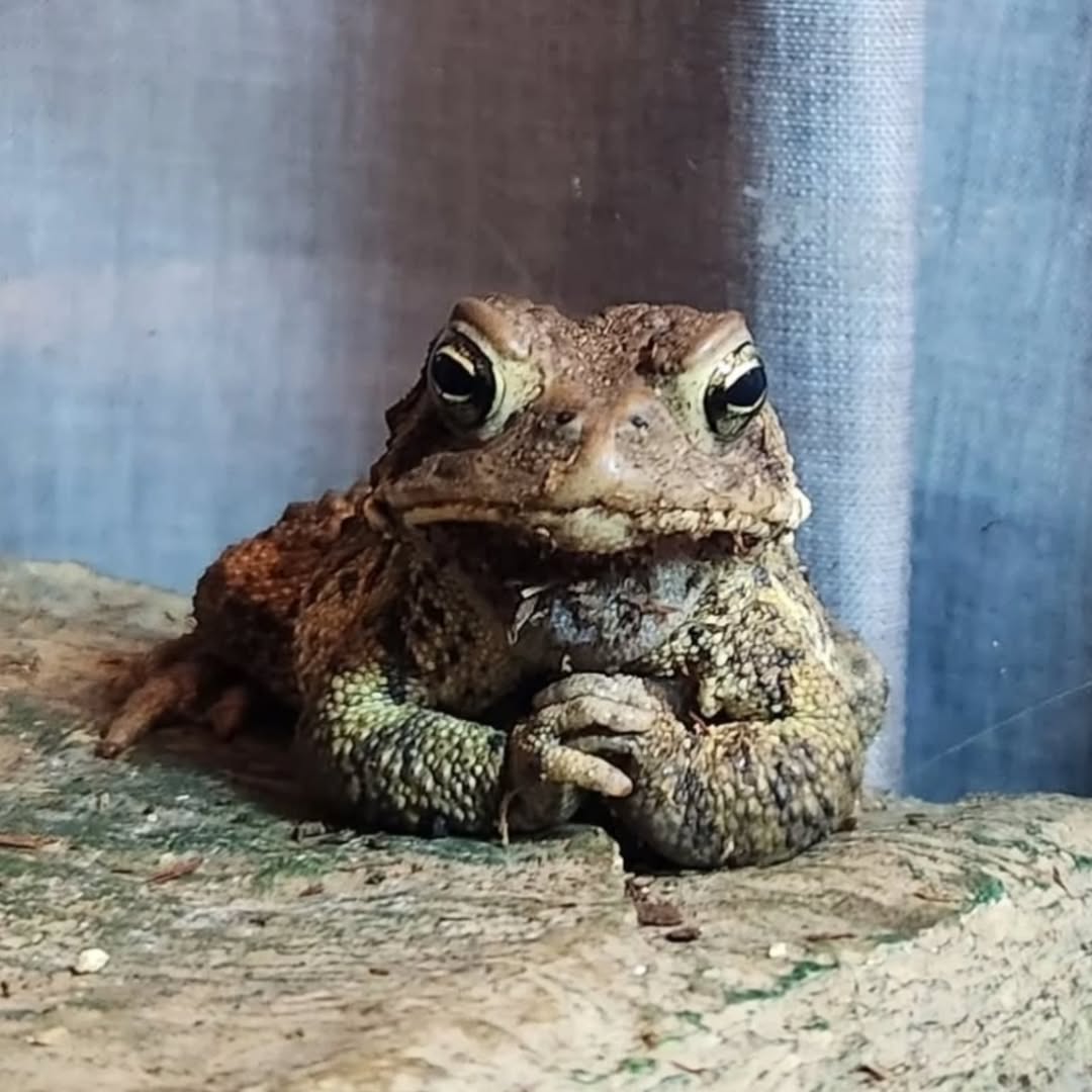 inkblotistan's tweet image. 