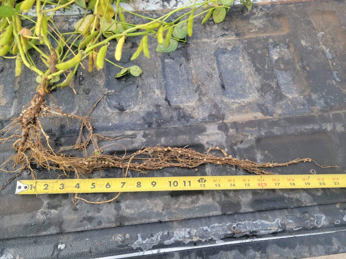 This just in from a great company we work with.  First plot results to come in!  Check out what MycoMaxx can do for your soybeans!  Be sure to check out our "Pick Your Profit" corn program.  Find out more at farmfungi.com. #mycomaxx