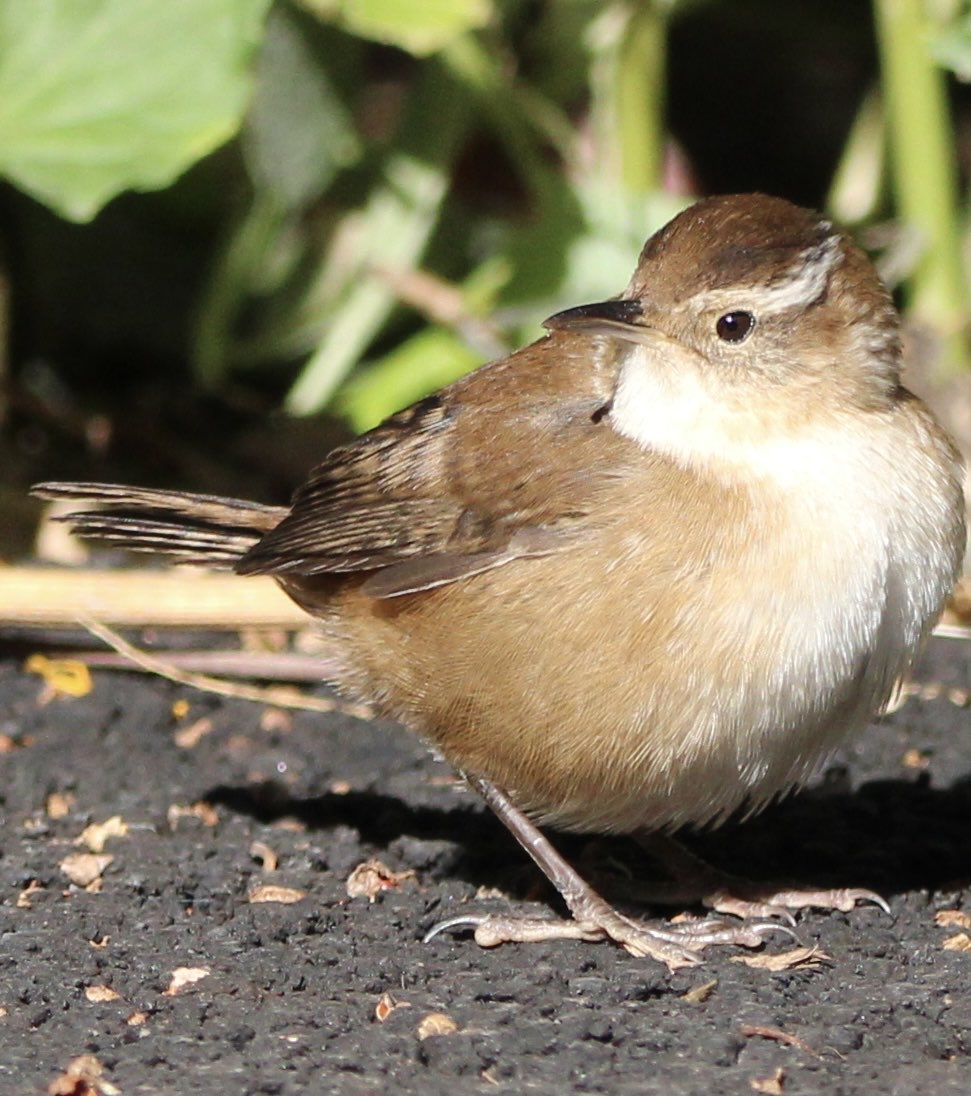skgrif26's tweet image. This stunning Marsh Wren popped out of the bushes this morning and basked with n the sunlight to my absolute delight. Washington Market Park. #birdcpp