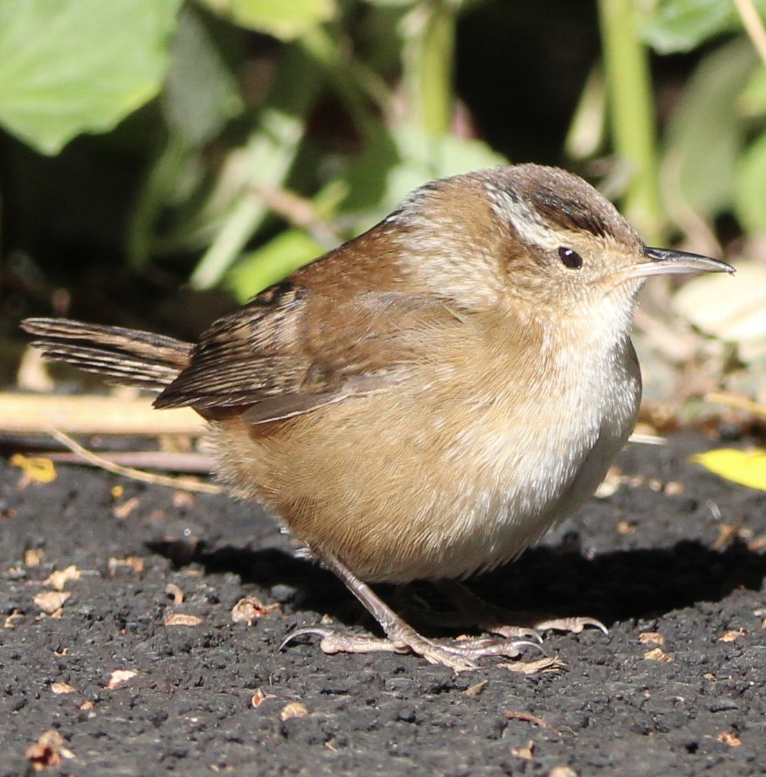 skgrif26's tweet image. This stunning Marsh Wren popped out of the bushes this morning and basked with n the sunlight to my absolute delight. Washington Market Park. #birdcpp
