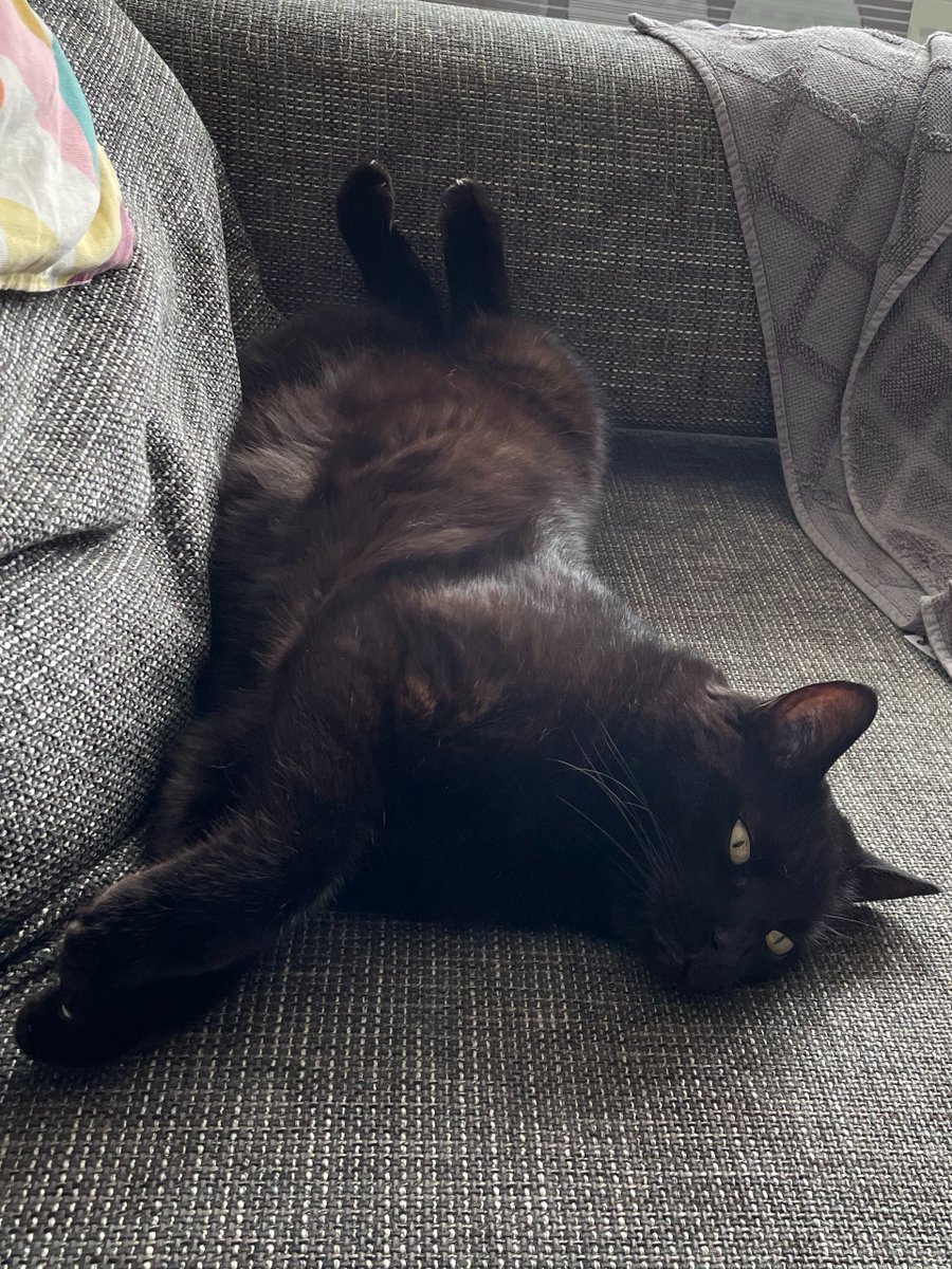 Wir bräuchten ganz dringend ein paar gedrückte Daumen und Pfoten für unseren Familienkater.
Trotz Behandlung der Harnleiterentzündung ist er uns heute Mittag zusammengeklappt und liegt mit einem Kreatininwert von 15 mg/dl im künstl. Koma in der Tierklinik. K1 ist total fertig 😢