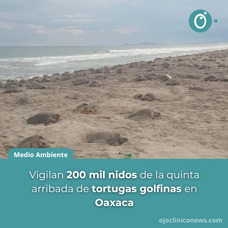 ojocliniconews's tweet image. El 4 de octubre comenzó la quinta #Arribada de #TortugasGolfinas 🐢 en el Santuario #PlayaMorroAyuta 🏖️, #Oaxaca 🇲🇽, donde han desovado alrededor de 200,000 ejemplares.

📢 Ojo Clínico News te lo cuenta ojocliniconews.com/vigilan-200-mi…